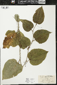 Smilax tamnoides image