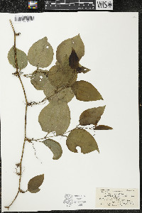 Smilax tamnoides image