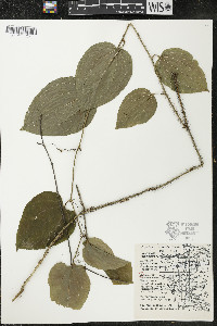 Smilax tamnoides image