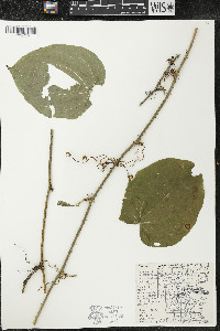 Smilax tamnoides image
