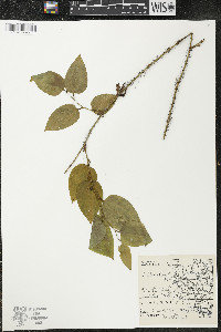 Smilax tamnoides image