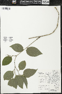 Smilax tamnoides image