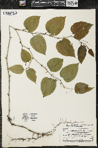 Smilax tamnoides image