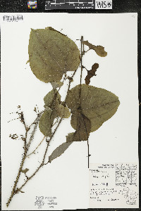 Smilax tamnoides image