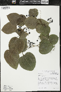 Smilax tamnoides image