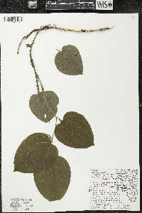 Smilax tamnoides image