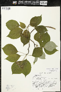 Cornus alternifolia image