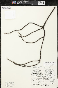 Cornus alternifolia image