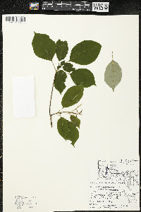 Cornus alternifolia image