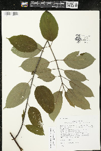 Cornus amomum var. schuetzeana image