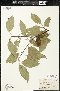 Cornus amomum var. schuetzeana image