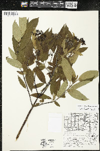 Cornus amomum var. schuetzeana image