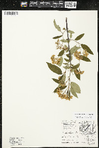 Cornus amomum var. schuetzeana image