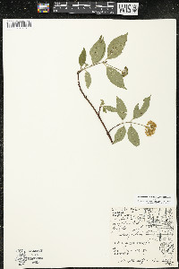 Cornus amomum var. schuetzeana image