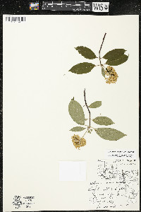 Cornus amomum var. schuetzeana image