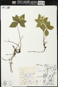 Cornus canadensis image