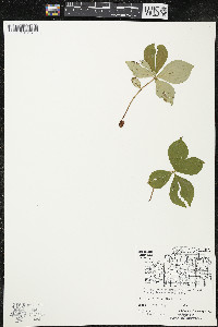 Cornus canadensis image