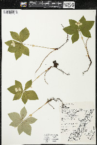 Cornus canadensis image