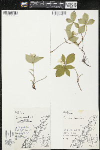 Cornus canadensis image