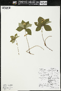 Cornus canadensis image