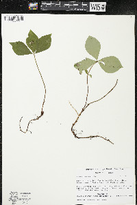 Cornus canadensis image