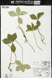 Cornus canadensis image