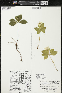 Cornus canadensis image