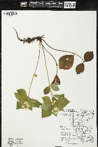 Cornus canadensis image