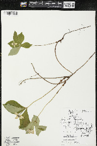 Cornus canadensis image