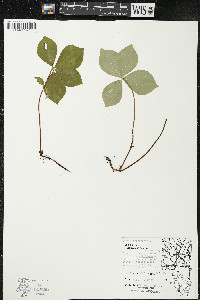 Cornus canadensis image