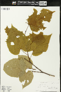 Tilia americana var. americana image