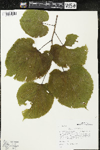 Tilia americana var. americana image