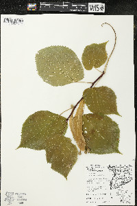 Tilia americana var. americana image