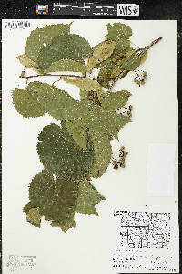 Tilia americana var. americana image