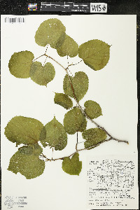Tilia americana var. americana image