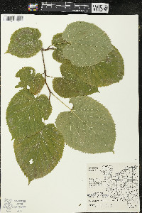 Tilia americana var. americana image