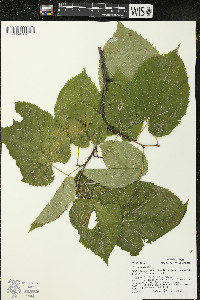 Tilia americana var. americana image