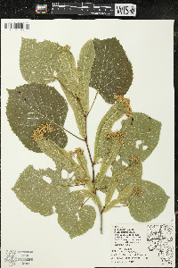Tilia americana var. americana image