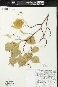 Tilia cordata image