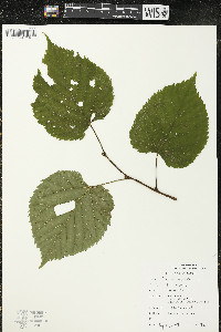 Tilia americana var. americana image