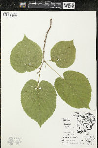 Tilia americana var. americana image