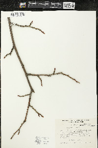 Tilia americana var. americana image