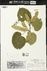 Tilia americana var. americana image