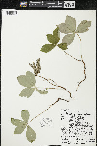 Cornus canadensis image