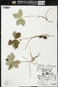 Cornus canadensis image