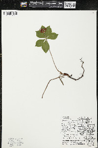 Cornus canadensis image