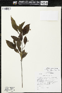 Cornus racemosa image