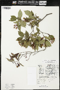 Cornus racemosa image