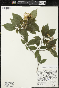 Cornus racemosa image