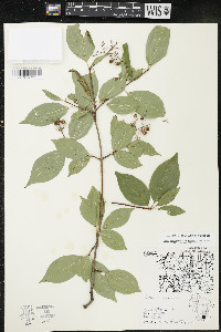 Cornus racemosa image